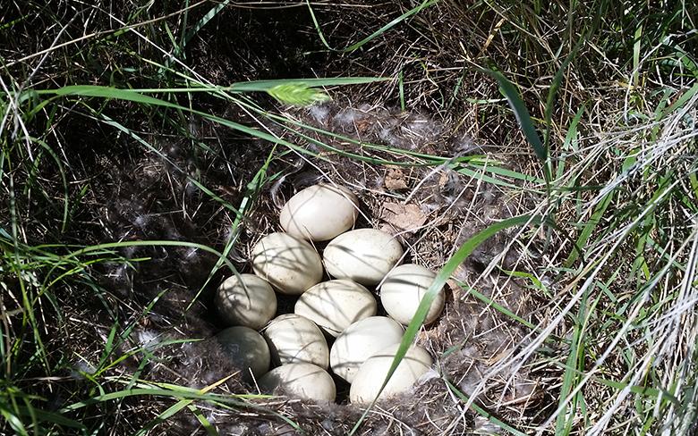 All Creatures Great And Small UNews   Mallard Nest 0 